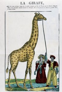 Die Giraffe - Bild von Epinal