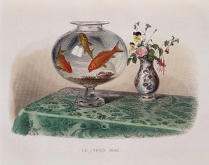 Die Goldfische (Goldfische in ihrem Glas) - in „Lacepede“