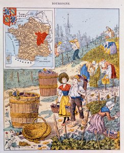 Die Weinlese in Burgund, Illustration aus einem Schulbuch, ca. 1910 von French School