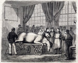 Die Nationale Veterinärschule von Alfort - Die großen Schulen Frankreichs - Veterinärschule von Maison Alfort im Jahr 1866 - der Operationssaal - Gravur in „Le monde illustre“ von 1866