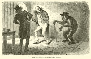 Der Orang-Utan, der einen Mann nachahmt von French School