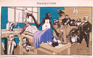 Die Rache der Tiere, Karikatur der Vivisektion, 1909 von French School