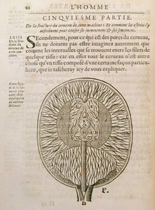 Die Struktur des Gehirns, aus De Homine Figuris von Rene Descartes (1596-1650) veröffentlicht in Den Haag, 1662