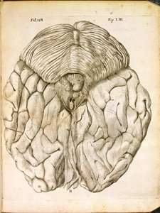 Die Struktur des Gehirns, aus De Homine Figuris von Rene Descartes (1596-1650) veröffentlicht in Den Haag, 1662 von French School
