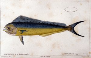 Die Coryphene des Mittelmeers nach „Histoire naturelle des poissons“ von Cuvier, Valenciennes, Paris