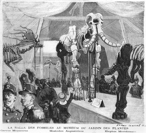 Der Fossilienraum im Naturkundemuseum in Paris, ca. 1880 von French School