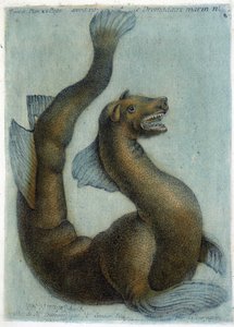 Das Meereskamel. Illustration von M. Toussaint (1756) in „Periodische Beobachtungen über Physik, Naturgeschichte und Kunst“