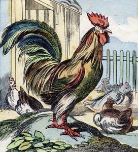 Der Hahn. Gravur in "Buffon Alphabet des Oiseaux n 2"