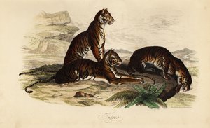 Tiger, Panthera tigris