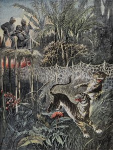 Tigerjagd im Dschungel Indiens: Die Verteidiger sind hinter dem Netz und die Jäger sind sicher auf dem Belvedere. Gravur in „Le Pelerin“, am 05.02.1899. Selva Coll.