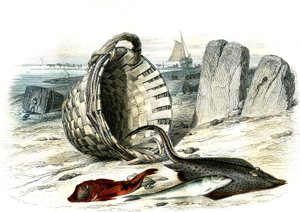 Rotbarbe (Trigla cuculus), Wittling (Merlangius merlangus), Rochen (Dipturus batis) - Tafel aus Histoire Naturelle von Bernard Germain de Lacepede (1856-1925), Ausgabe P.Furme, Paris