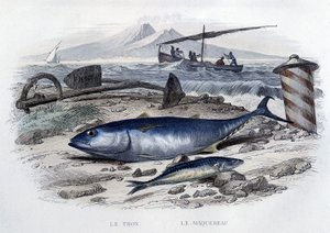 Thunfisch und Makrele - aus „Histoire naturelle“ von Lacépède, T.II, ed. Furne et Cie, Paris von French School