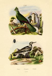 Turako von French School