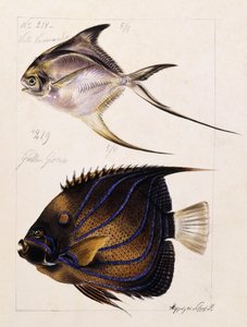 Velle... Etc, ca. 1850