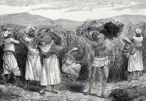 Ernte von gewöhnlichem Smilax oder Sarsaparille oder rauem Winden in Peru (Gravur) 1888