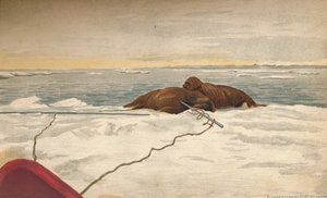Walrosse getötet vor der Ostküste der Taimyr-Halbinsel, 12. September 1893, 1897 von Fridtjof Nansen