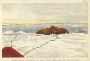 Walrosse, getötet vor der Ostküste der Taimyr-Halbinsel