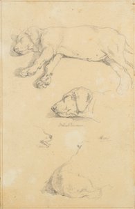 Hundestudien: Waldmann und Ami