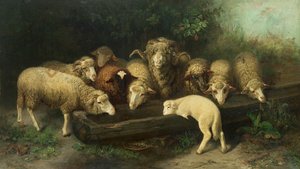Die Schaftränke