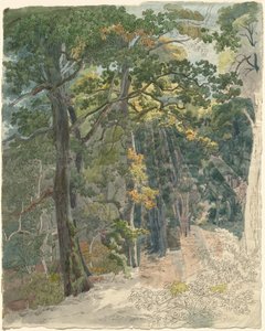 Sonnenstrahlen, die einen Waldweg treffen