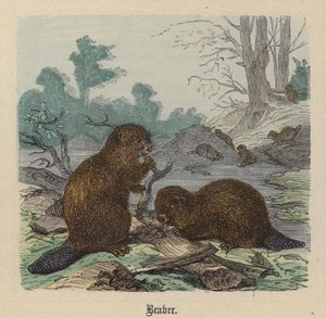 Biber von Friedrich Specht