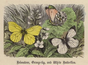 Zitronenfalter, Aurorafalter und Weißlinge (kolorierte Gravur)