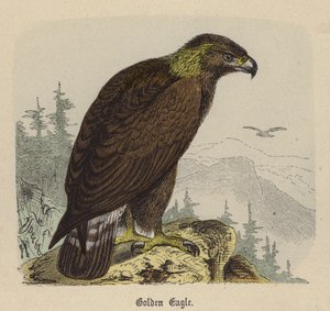 Steinadler von Friedrich Specht