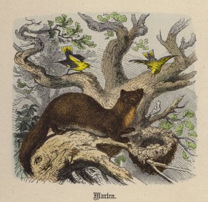 Marder (kolorierte Gravur) von Friedrich Specht