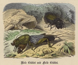 Maulwurfsgrille und Feldgrille