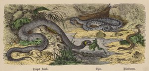 Ringelnatter, Viper, Blindschleiche