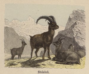 Steinbock von Friedrich Specht