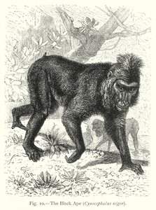 Der Schwarze Affe (Cynocephalus Niger) von Friedrich Specht