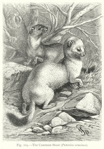 Das Hermelin (Putorius Erminea) von Friedrich Specht