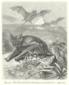 Die Lappen-Nasen-Fledermaus (Rhinopoma Microphyllum)