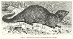 Der Mungo oder Graue Ichneumon (Herpestes Griseus)