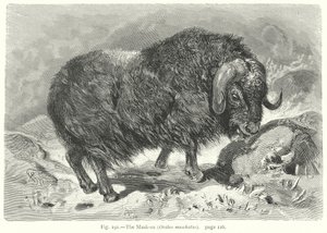 Der Moschusochse (Ovibos Moschatus)