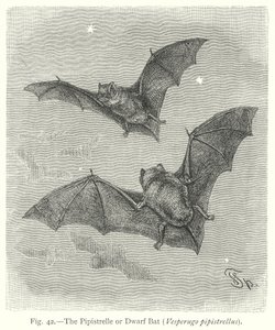 Die Zwergfledermaus (Vesperugo Pipistrellus)