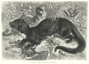 Der Tayra (Galictis Barbara) (Gravur) von Friedrich Specht