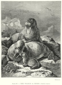 Das Walross oder Morse (Trichechus Rosmarus)