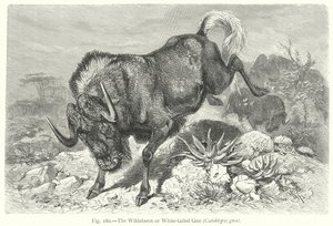 Das Gnu oder Weißschwanzgnu (Catoblepas Gnu)