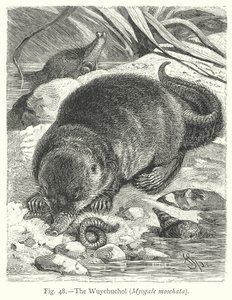 Der Wuychuchol (Myogale Moschata) von Friedrich Specht