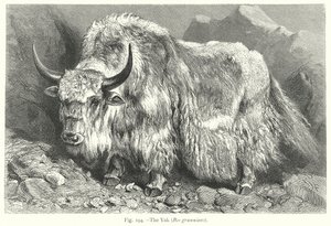 Der Yak (Bos Grunniens)