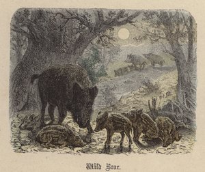 Wildschwein von Friedrich Specht