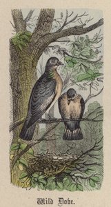 Wildtaube von Friedrich Specht