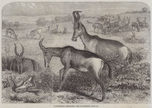 Hartebeest-Antilopen von Friedrich Wilhelm Keyl