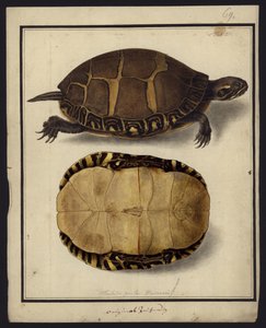 Chrysemys picta, vor 1792