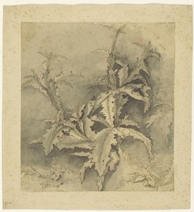 Studie einer Distel-Pflanze und kleinerem Gewächs von G. Hamilton (possibly)