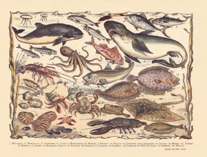 Seite 16: Quallen, Schweinswale, Heringe, Thunfische, Makrelen, Haie, Meeräschen, Oktopusse, Sardinen, Hummer, Tintenfische, Kabeljau, Steinbutt, Bartfische, Krabben, Einsiedlerkrebse, Austern, Jakobsmuscheln, Seesterne, Kacheln, Rochen, Seezungen, Hummer,