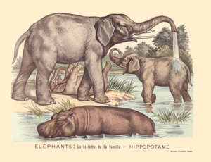 Seite 7: Elefanten: die Toilette der Flusspferdfamilie