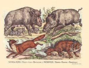 Seite 9: Wildschweine: Klatsch, Speck, Frischlinge Fuchs: Fuchs, Fuchs, Fuchs von Gabriel Gostiaux